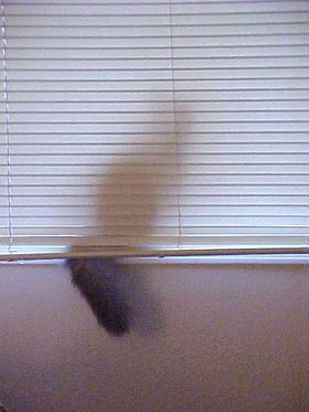 Chloe's tail