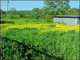 Little yellow fellows