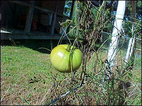 Maybe if I don't get ripe he won't eat me...