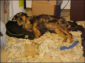 Xena