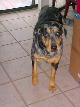 Xena