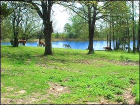 Horses