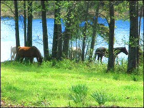 Horses