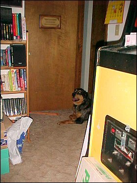 NO DOGS ALLOWED