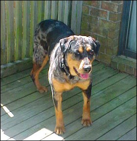 Xena
