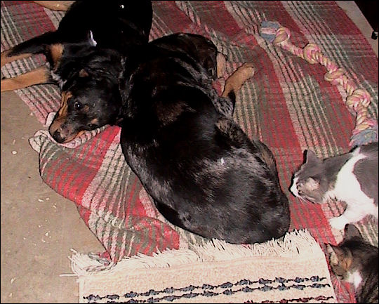 Cats and dogs, living together