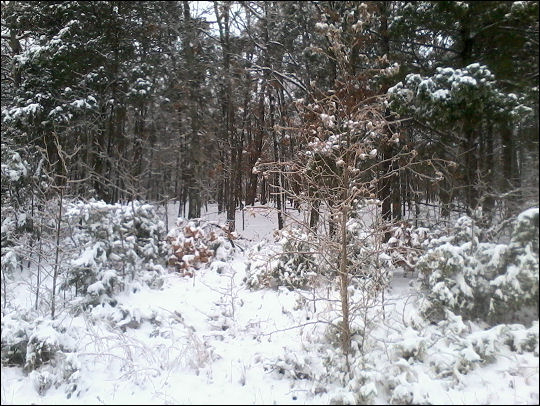 Snow day!