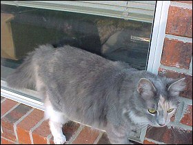 Chloe at our apartment - 2001