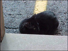 Othello in 1999