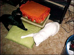 Othello and Iago in 1999