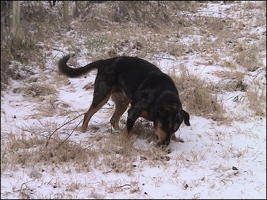 Xena in the snow