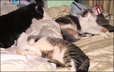 Othello, Oberon, Olivia in 2007