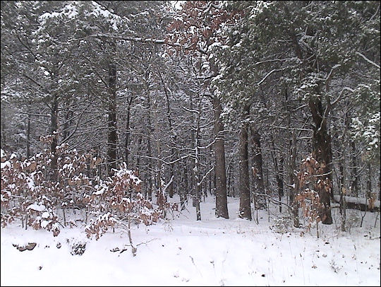 Snowstorm 2010