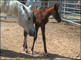 Emma and her filly