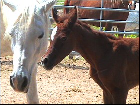 Emma and her filly