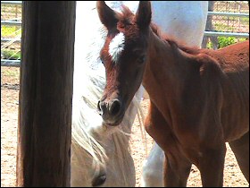 Emma and her filly