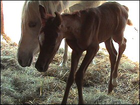 Emma and her filly