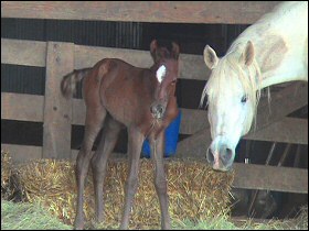 Emma and her filly