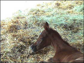 Emma and her filly