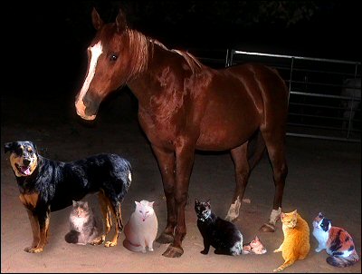 Earl's family portrait of critters - Xena, Chloe, Iago, Sultry, Othello, Olivia, Sampson, Gabby Cat