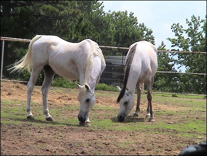 Shel and her baby - June 18