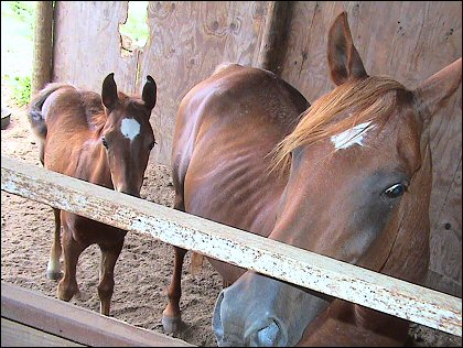 Whinny and her baby - June 18