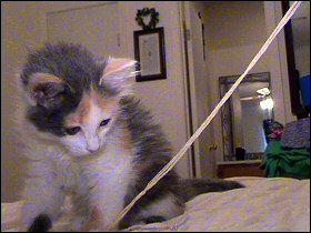 Olivia vs. String!