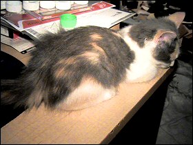 Olivia asleep on my desk