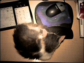 Olivia asleep on my desk