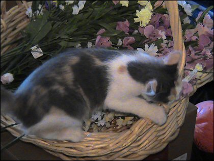 a tisket, a tasket, a kitten in a basket