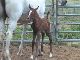 Tal and her filly