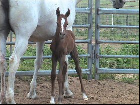 Tal and her filly