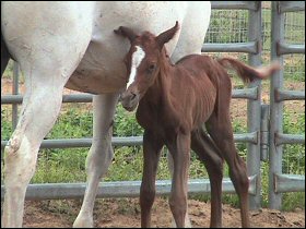 Tal and her filly