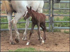 Tal and her filly