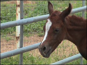 Tal's filly