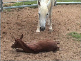 Tal and her filly