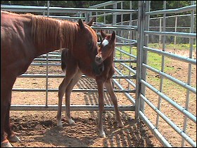 Whinny Horse and her filly