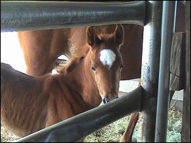 Whinny Horse and her filly