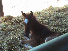 Whinny Horse and her filly