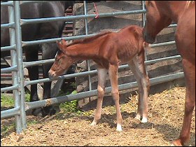 Whinny Horse and her filly