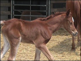 Whinny Horse and her filly