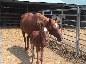 Whinny Horse and her filly