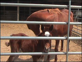 Whinny Horse and her filly