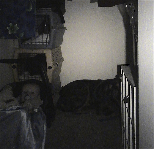 One baby, three cats, and one big dog.