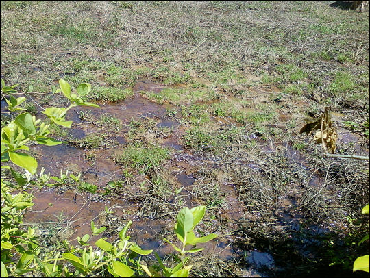 Waterlogged yard