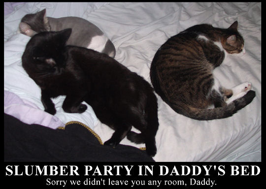 Kitteh Slumber Party