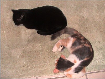 Othello and Olivia in 2006