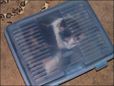 Boxed Kitten