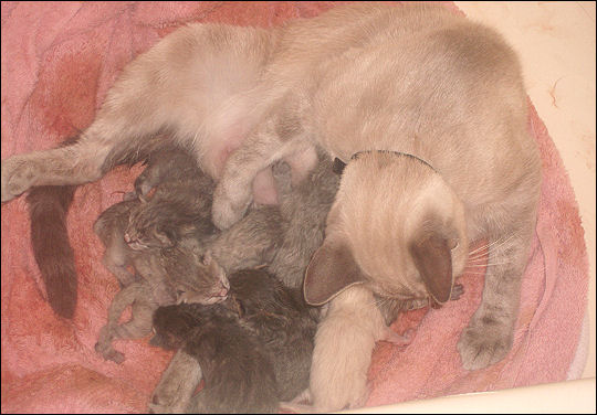 Taxi and her kittens