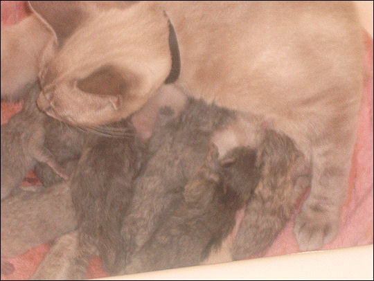 Taxi and her kittens